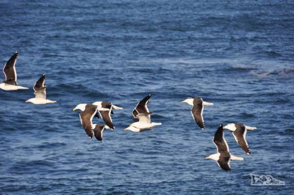 Gaivotas sobrevoam o litoral da Península Valdés, na  patagônia argentina
